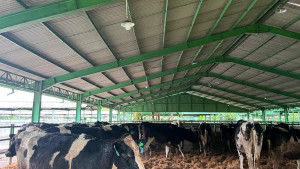 1.213 Sapi Perah Bunting Tiba di Cilacap!, Bukti Nyata Kemitraan Swasta dan Peternak Rakyat